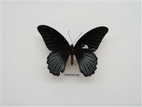 藏品(大鳳蝶)的圖片